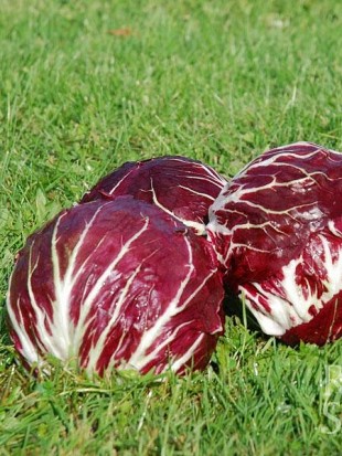 EKO SEME RADIČ TT 706