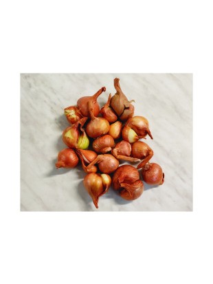 EKO ŠALOTKA POHORKA