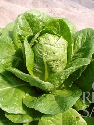 Lettuce Valmaine