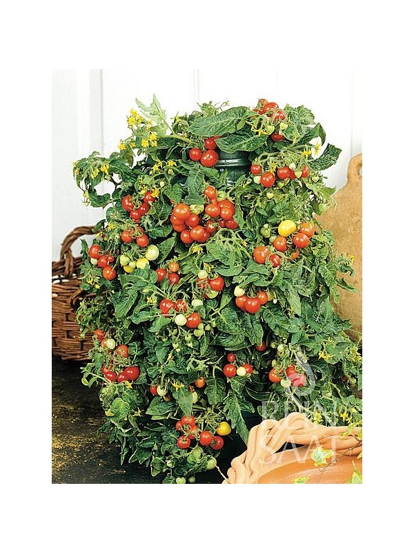 EKO SEME PARADIŽNIK BAJAJA