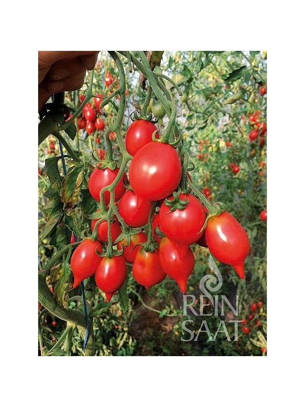 EKO SEME PARADIŽNIK PANTELLI