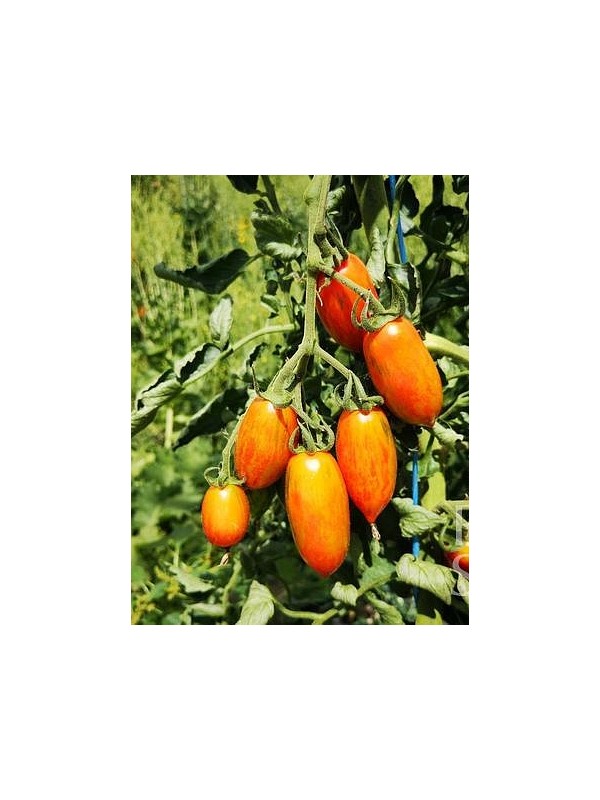 EKO SEME PARADIŽNIK ARTISAN PINK TIGER