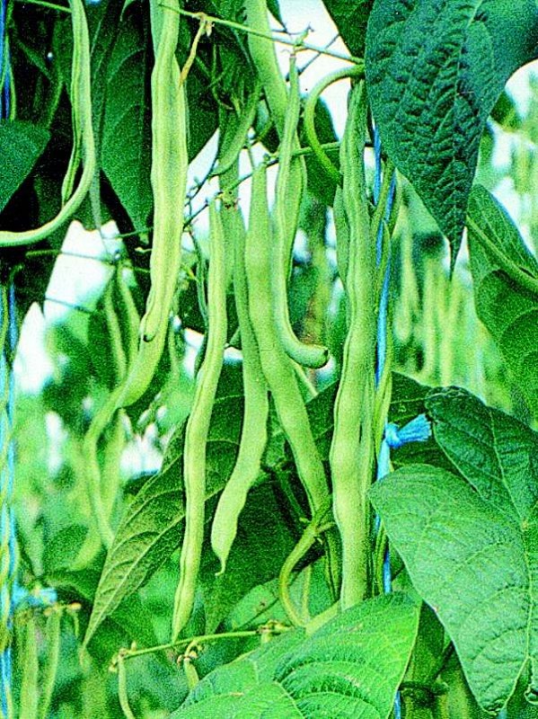 French bean Trebona
