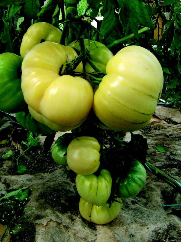 Tomato white beauty