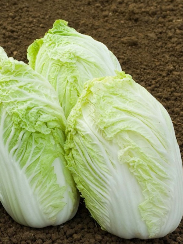 EKO SEME KITAJSKO ZELJE ATSUKO