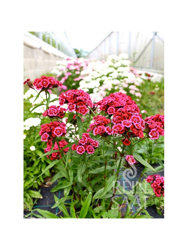 Sweet William