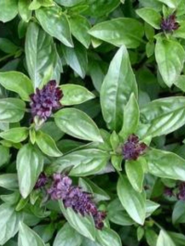 EKO SEME CIMETOVA BAZILIKA