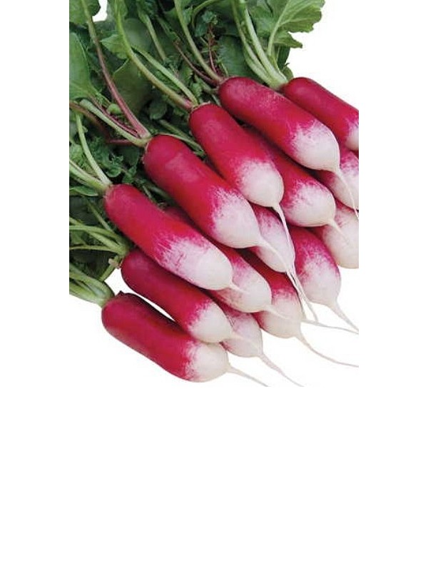 Radish Flamboyant