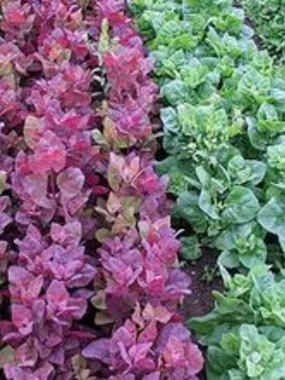 EKO SEME VRTNA LOBODA MIX