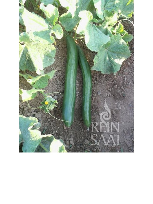 EKO SEME KUMARE GERGANA