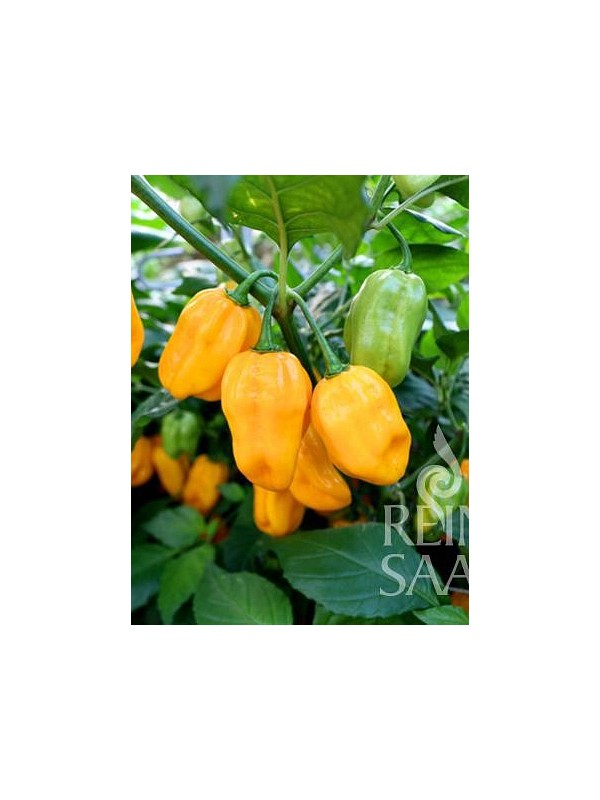 EKO SEME ČILI HABANERO GOLDEN