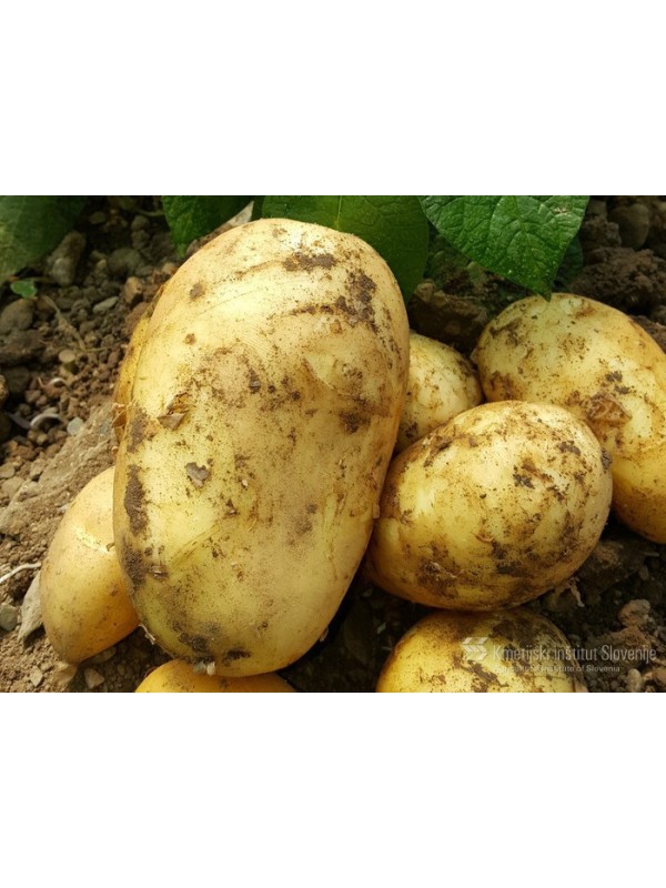 Potato KIS Kokra caliber 35-55