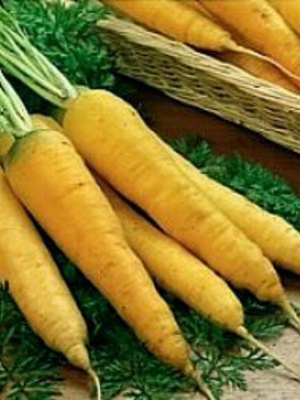 EKO SEME RUMENO KORENJE LJUBLJANSKO