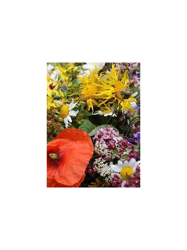 Mixture of field flowers