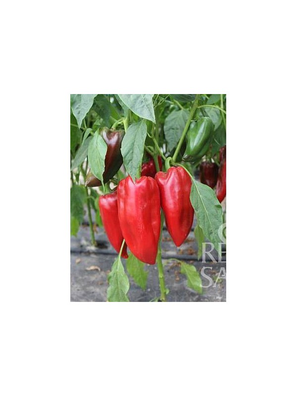 EKO SEME PAPRIKA KARMEN