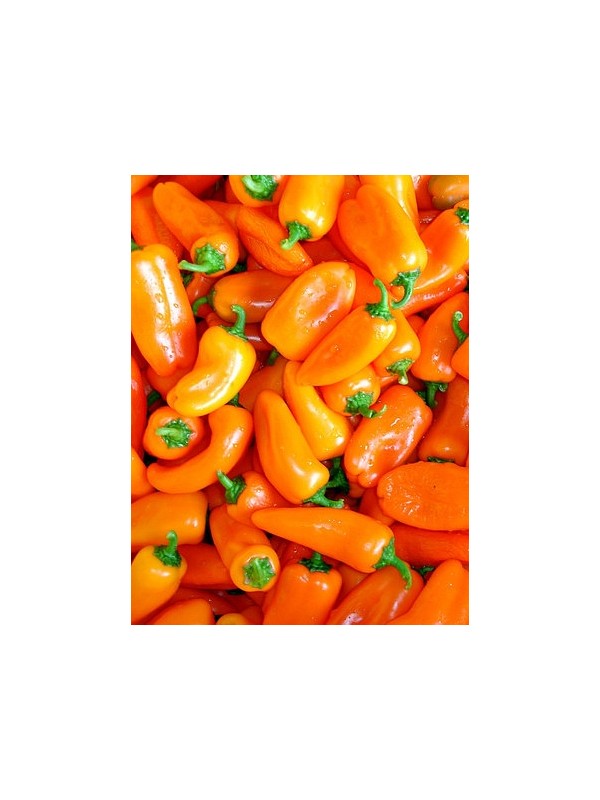 EKO SEME MINI PAPRIKA HAMIK 