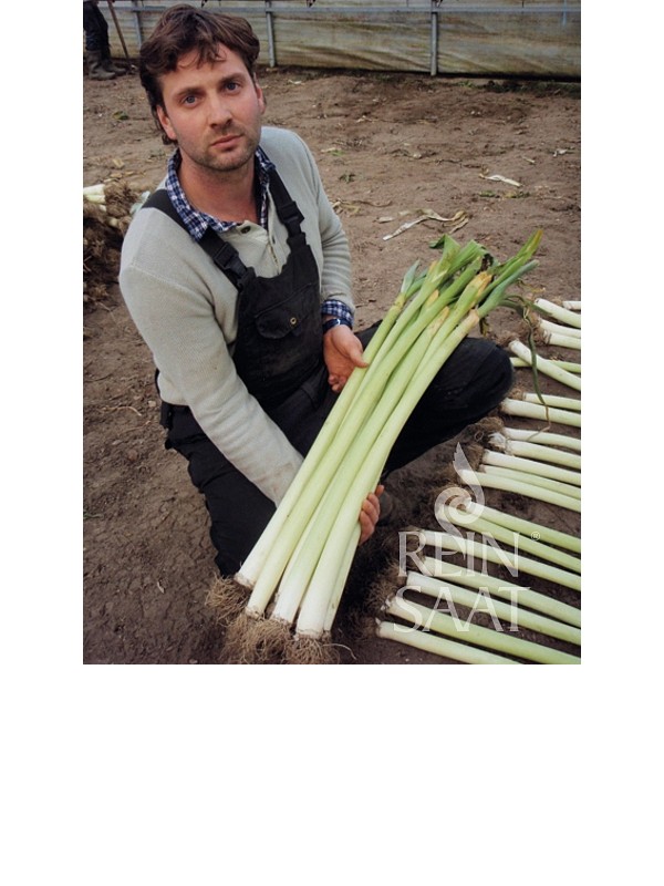 Leek Starozagorski (autumn)