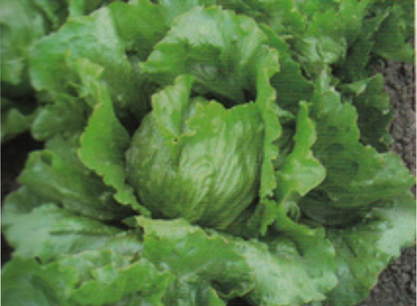 Lettuce Posavka