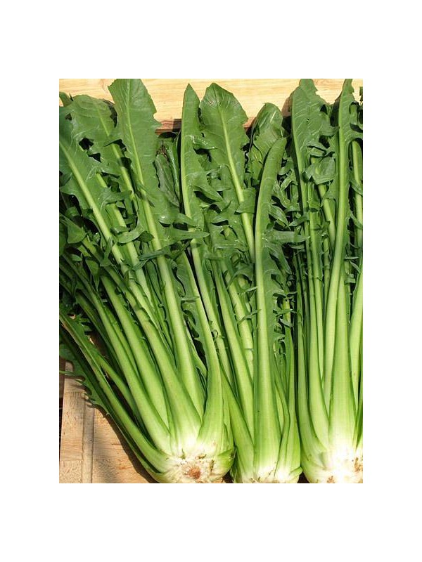 EKO SEME RADIČ CIKORIJA CATALOGNA AURELIA