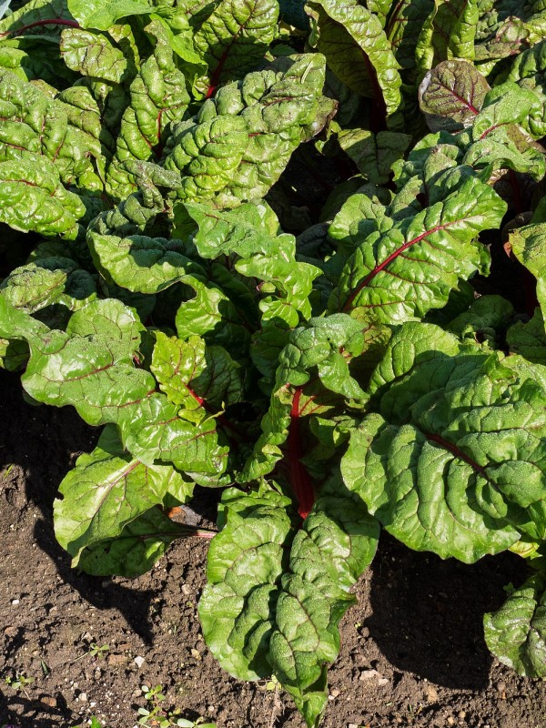 EKO SEME RDEČESTEBELNA BLITVA RHUBARB CHARD