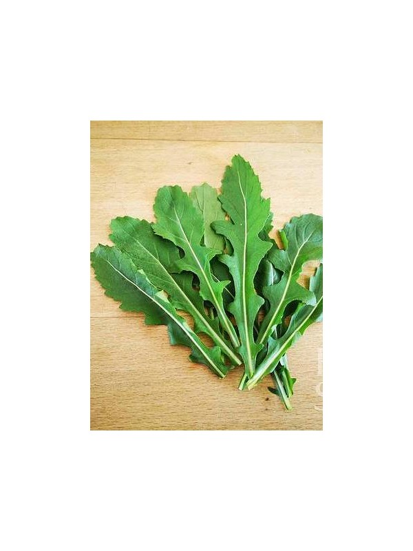 EKO SEME RUKOLA WASABI