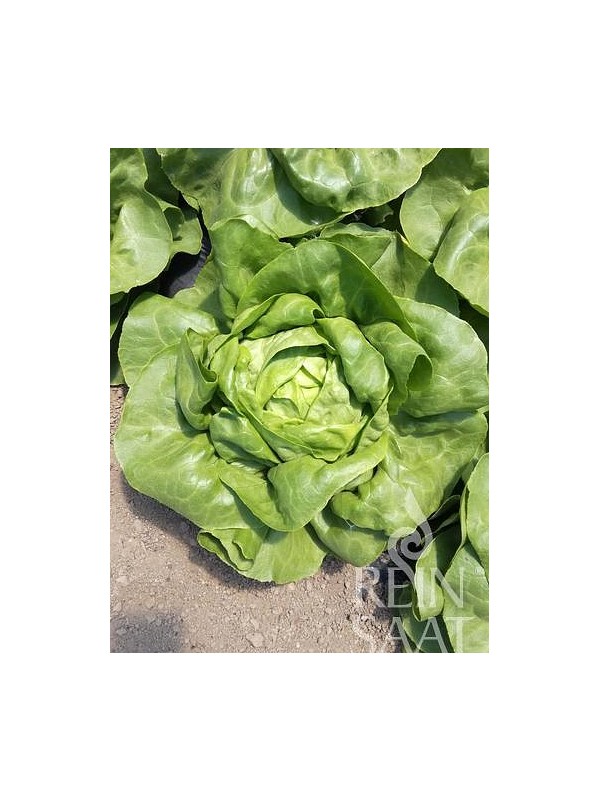 EKO SEME SOLATA ADINAL