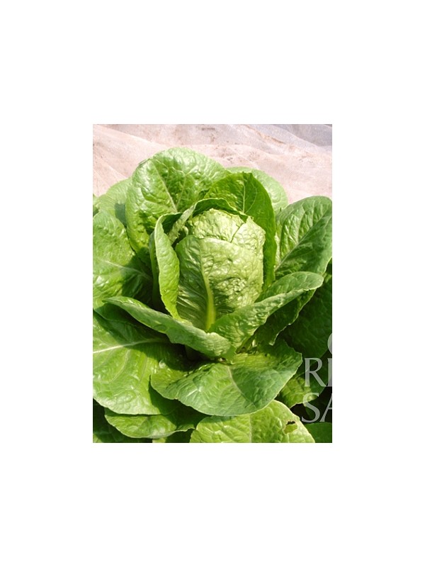 EKO SEME SOLATA LORRAINE