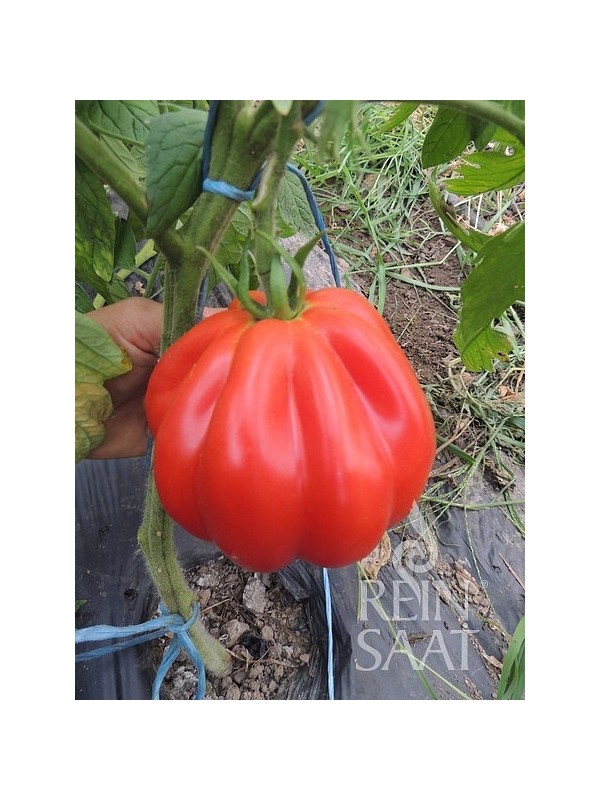 EKO SEME PARADIŽNIK LIGURIA