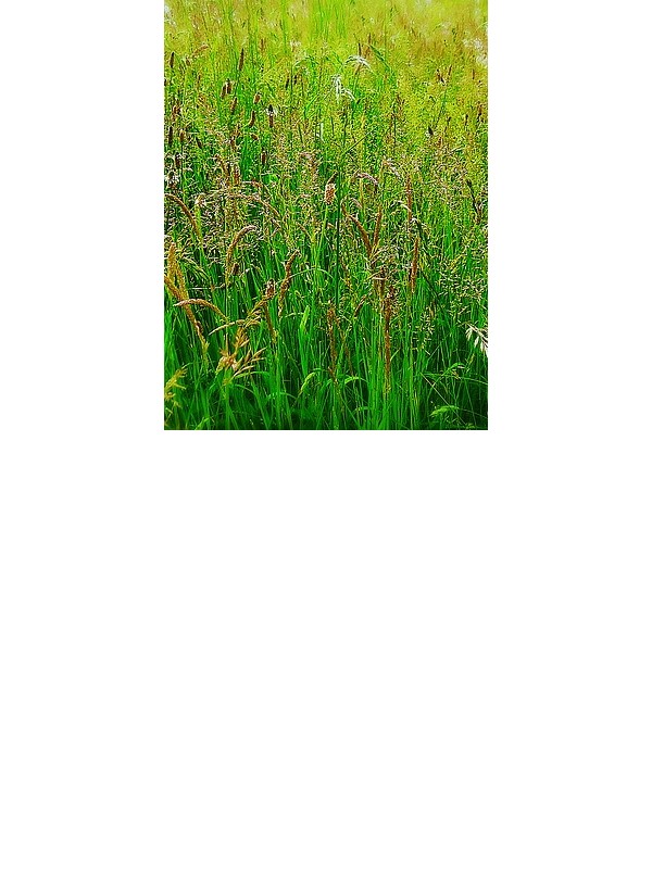 EKO SEME TRAVNA MEŠANICA VI