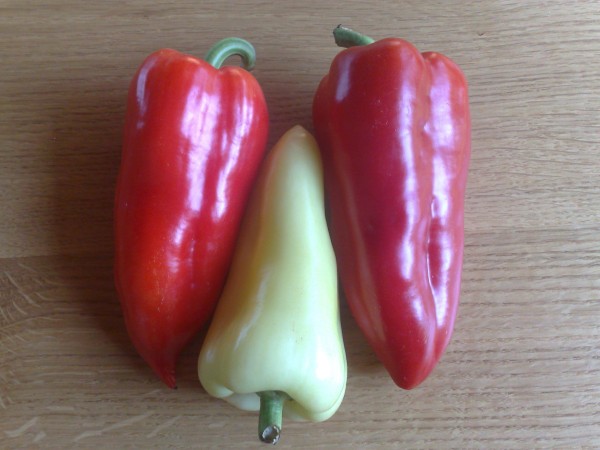 EKO SEME PAPRIKA FERENC TENDER