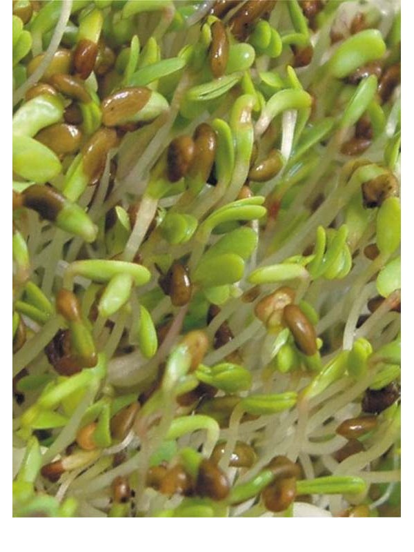 Organic alfalfa seeds for sprouting