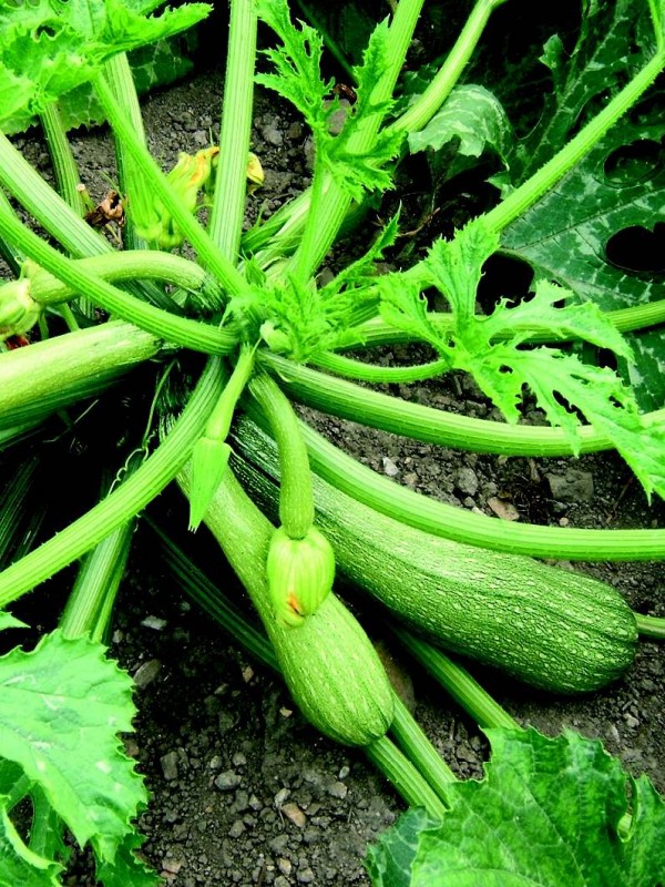 Zucchini Alberello