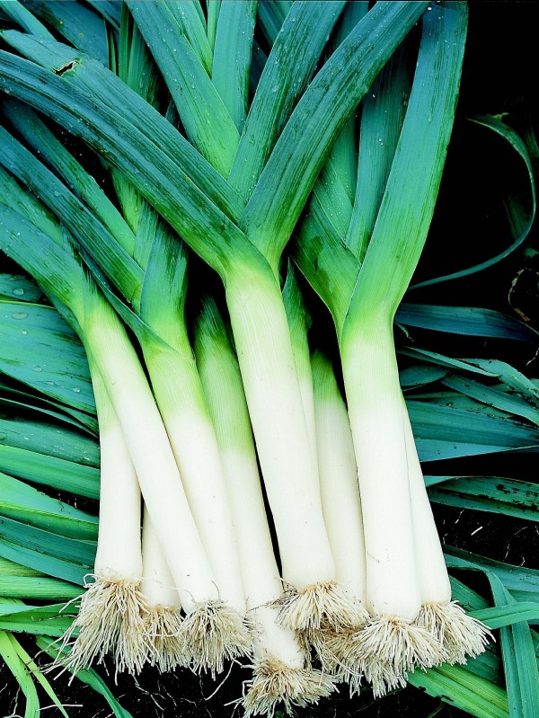 Leek Atlanta (winter)