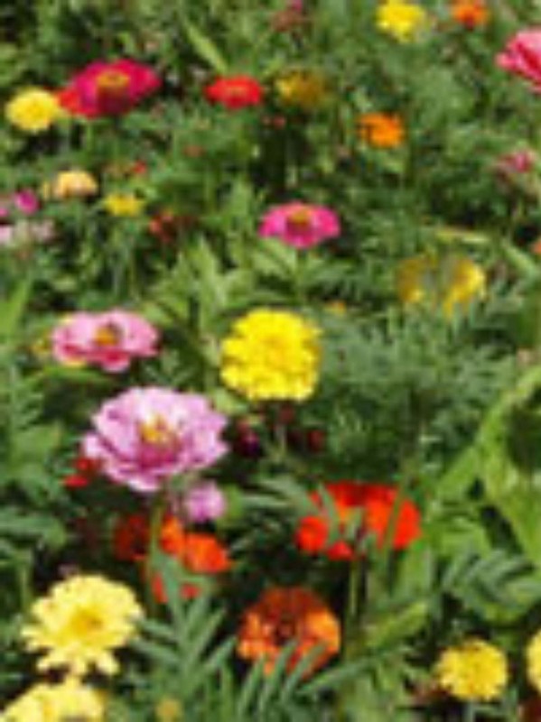 Zinnia-tagetes mix  (Summer Dream)