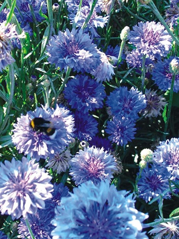 Cornflower blue