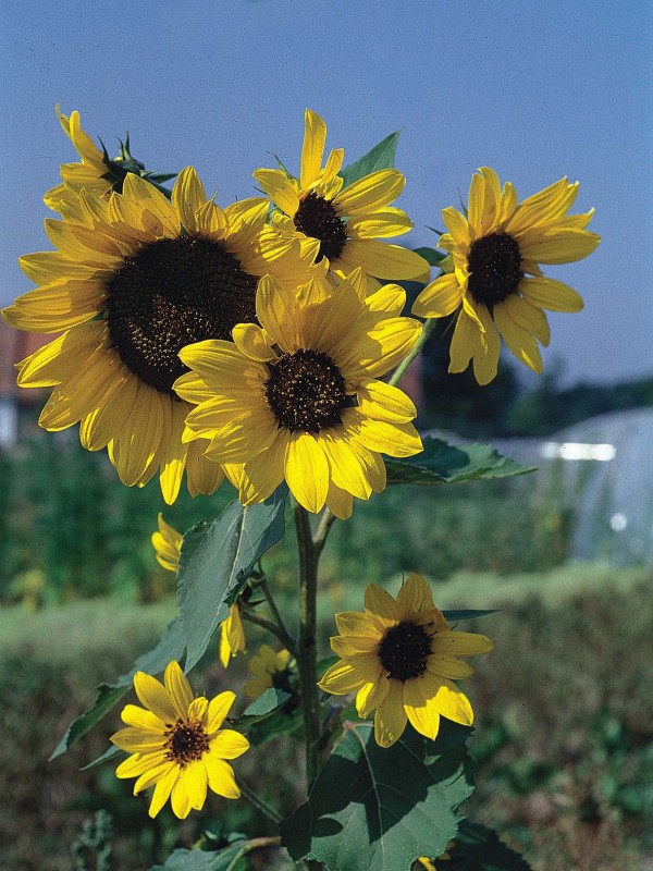 Sunflower (Helianthus Annuus)