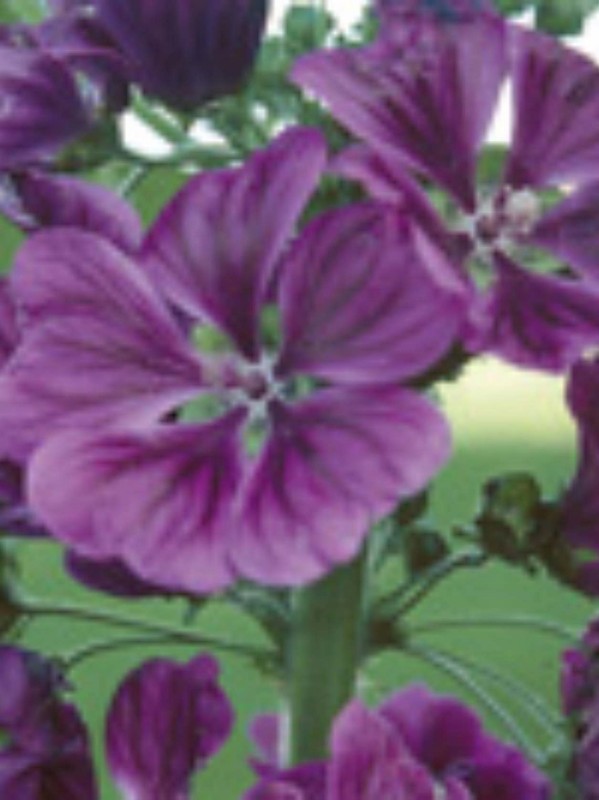 Common Mallow