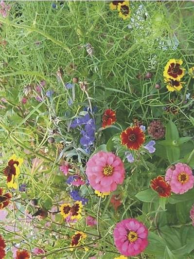 Annual Summer Flower Mixture