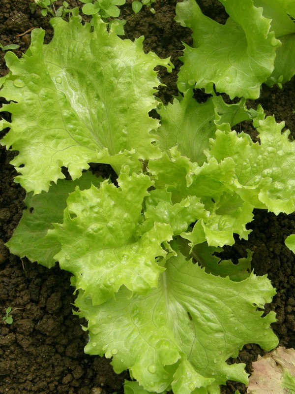 Lettuce Bionda a Ricciolina