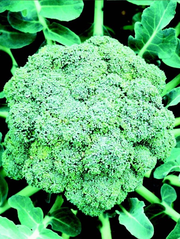 Broccoli Ramoso calabrese