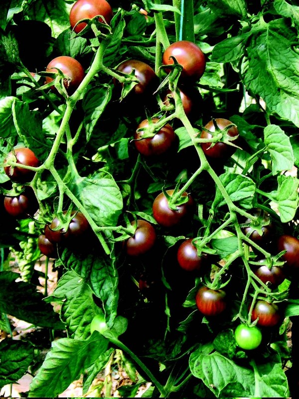 Cherry tomato Black cherry