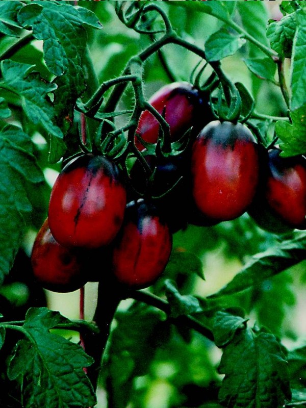 EKO SEME PARADIŽNIK BLACK PLUM