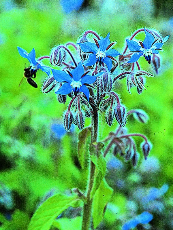 Borage