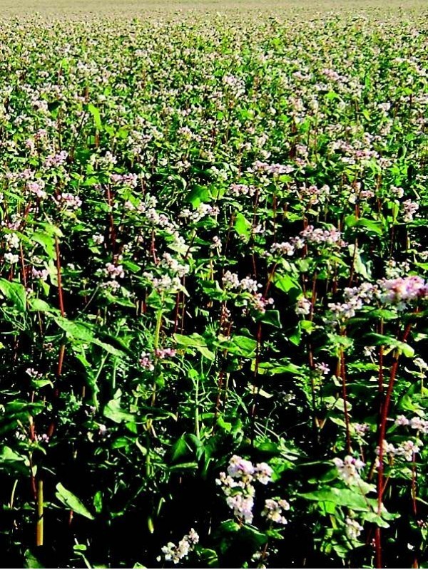 Mix Buckwheat and Bluebell