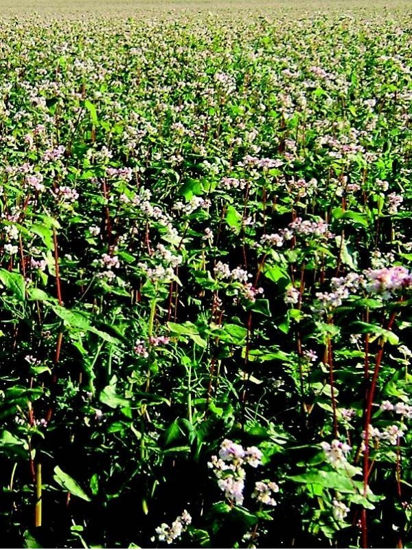 Buckwheat (Fagopyrum esculentum)