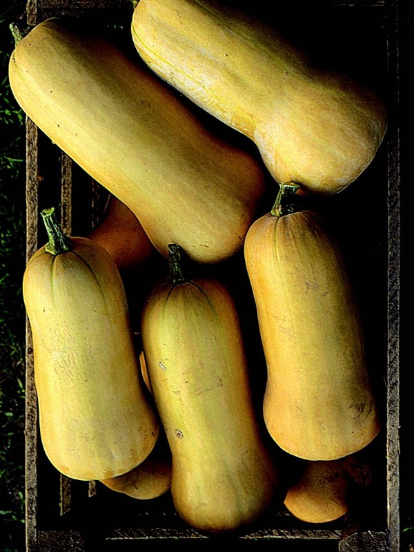 Butternut squash