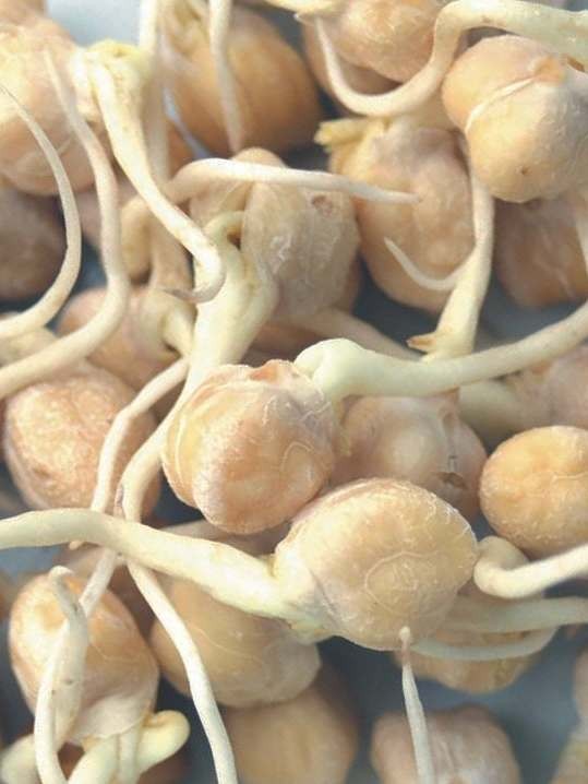 Organic chickpeas seeds for sprouting