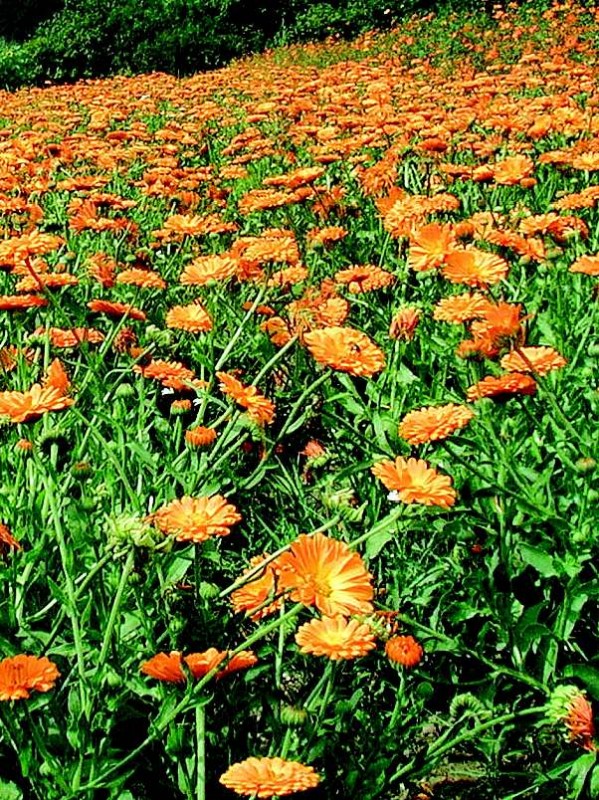 Calendula officinalis orange