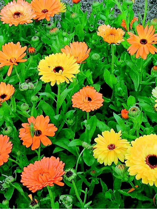 Calendula officinalis mix