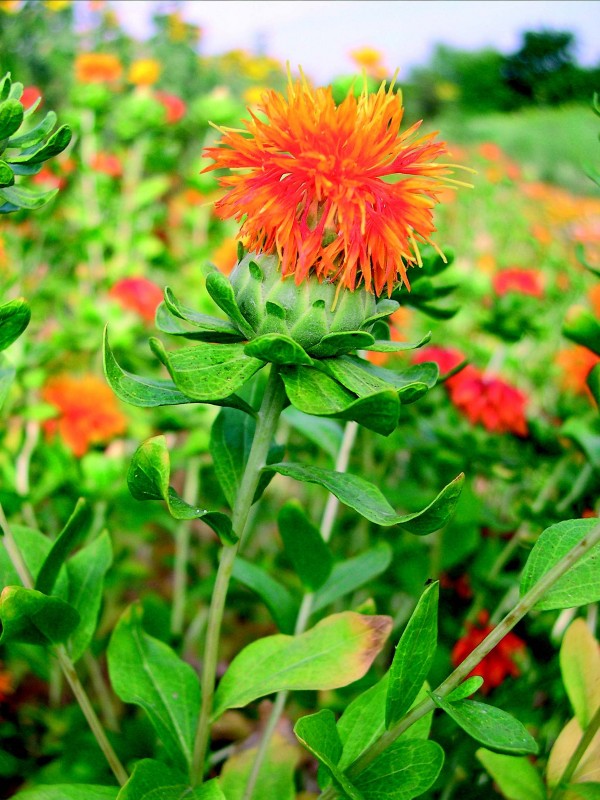 Safflower